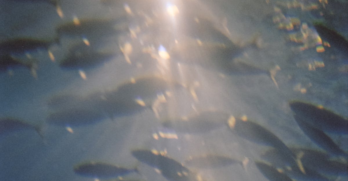 El malayo Rongorma Tolmen ganó en el concurso mundial de lanzamiento de atunes en Tunarama